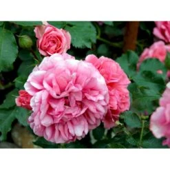 'Rosarium Uetersen'® Rosa X 'Rosarium Uetersen'® (Slyngrose) A-Kvalitet,- Barrods Roser Min. 3 Grene -Osmoz Naturens Butik fi4983 rosa rosarium uetersen 18e0