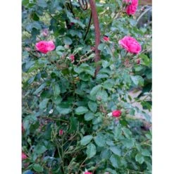 'Rosarium Uetersen'® Rosa X 'Rosarium Uetersen'® (Slyngrose) A-Kvalitet,- Barrods Roser Min. 3 Grene -Osmoz Naturens Butik fi4983 rosa rosarium uetersen 631a