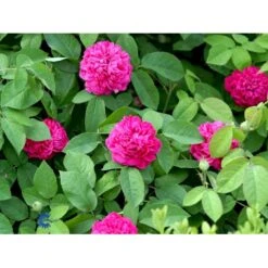 'Rose De Rescht' Rosa Bifera 'Rose De Rescht' (Damascenerrose) A-Kvalitet,- Barrods Roser Min. 3 Grene -Osmoz Naturens Butik fi4985 rosa rose de rescht 02e1