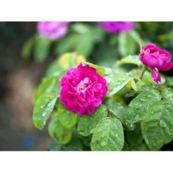 'Rose De Rescht' Rosa Bifera 'Rose De Rescht' (Damascenerrose) A-Kvalitet,- Barrods Roser Min. 3 Grene -Osmoz Naturens Butik fi4985 rosa rose de rescht 8a39