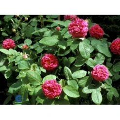 'Rose De Rescht' Rosa Bifera 'Rose De Rescht' (Damascenerrose) A-Kvalitet,- Barrods Roser Min. 3 Grene -Osmoz Naturens Butik fi4985 rosa rose de rescht 9b99