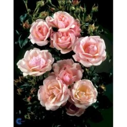 'Rosenborg'™ Rosa X 'Rosenborg'™ (Slotsrose) A-Kvalitet,- Barrods Roser Min. 3 Grene -Osmoz Naturens Butik fi4996 rosa rosenborg poulasor n 4333