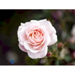'Rosenborg'™ Rosa X 'Rosenborg'™ (Slotsrose) A-Kvalitet,- Barrods Roser Min. 3 Grene -Osmoz Naturens Butik fi4996 rosa rosenborg poulasor n 9a59