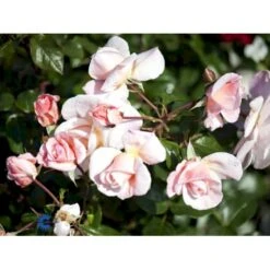 'Rosendal'™ Rosa X 'Rosendal'™ (Buketrose) A-Kvalitet,- Barrods Roser Min. 3 Grene -Osmoz Naturens Butik fi4997 rosa rosendal r pouldahle n e51f