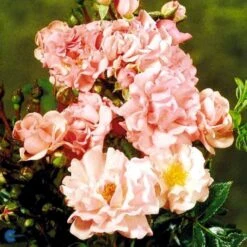 'Rosenholm'™ Rosa X 'Rosenholm'™ (Slyngrose) A-Kvalitet,- Barrods Roser Min. 3 Grene -Osmoz Naturens Butik fi4998 rosa rosenholm poulover n 84a7