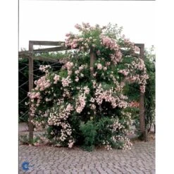 'Rosenholm'™ Rosa X 'Rosenholm'™ (Slyngrose) A-Kvalitet,- Barrods Roser Min. 3 Grene -Osmoz Naturens Butik fi4998 rosa rosenholm poulover n b20a