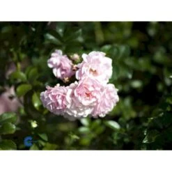 'Rosenholm'™ Rosa X 'Rosenholm'™ (Slyngrose) A-Kvalitet,- Barrods Roser Min. 3 Grene -Osmoz Naturens Butik fi4998 rosa rosenholm poulover n f983