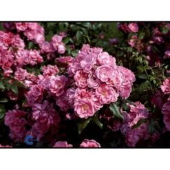'Rosy Border'® Rosa X 'Rosy Border'® (Bunddækkerose) A-Kvalitet,- Barrods Roser Min. 3 Grene -Osmoz Naturens Butik fi5002 rosa rosy border pouloesy n 8146