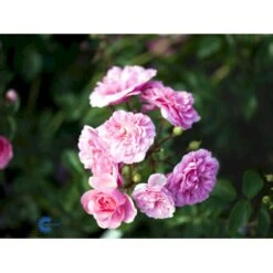 'Rosy Border'® Rosa X 'Rosy Border'® (Bunddækkerose) A-Kvalitet,- Barrods Roser Min. 3 Grene -Osmoz Naturens Butik fi5002 rosa rosy border pouloesy n f158
