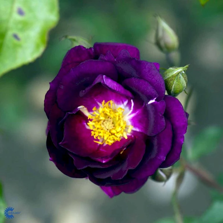 'Royal Celebration' Rosa X 'Royal Celebration' (Buketrose) A-Kvalitet,- Barrods Roser Min. 3 Grene 5 'Royal Celebration' Rosa X 'Royal Celebration' (Buketrose) A-Kvalitet,- Barrods Roser Min. 3 Grene - Billede 3