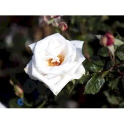 'Royal Copenhagen'™ Rosa X 'Royal Copenhagen'™ (Storblomstrende) A-Kvalitet,- Barrods Roser Min. 3 Grene -Osmoz Naturens Butik fi5012 rosa royal copenhagen poulht001 n 9790