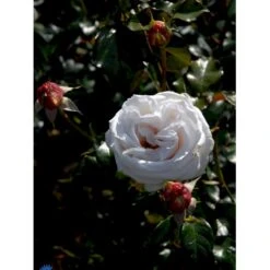 'Royal Copenhagen'™ Rosa X 'Royal Copenhagen'™ (Storblomstrende) A-Kvalitet,- Barrods Roser Min. 3 Grene -Osmoz Naturens Butik fi5012 rosa royal copenhagen poulht001 n d76e