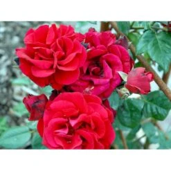 'Santana'® Rosa X 'Santana'® (Slyngrose) A-Kvalitet,- Barrods Roser Min. 3 Grene -Osmoz Naturens Butik fi5045 rosa santana 60ec