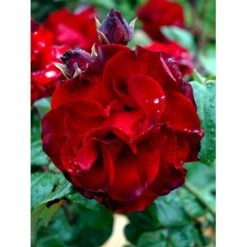 'Santana'® Rosa X 'Santana'® (Slyngrose) A-Kvalitet,- Barrods Roser Min. 3 Grene -Osmoz Naturens Butik fi5045 rosa santana d9cb