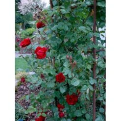 'Santana'® Rosa X 'Santana'® (Slyngrose) A-Kvalitet,- Barrods Roser Min. 3 Grene -Osmoz Naturens Butik fi5045 rosa santana e854