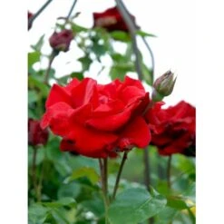 'Santana'® Rosa X 'Santana'® (Slyngrose) A-Kvalitet,- Barrods Roser Min. 3 Grene -Osmoz Naturens Butik fi5045 rosa santana ff7c