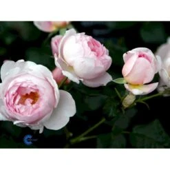 'Scepter'd Isle'™ Rosa X 'Scepter'd Isle'™ (Engelsk Rose) A-Kvalitet,- Barrods Roser Min. 3 Grene -Osmoz Naturens Butik fi5058 rosa scepter d isle ausland 7711