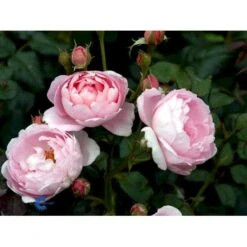 'Scepter'd Isle'™ Rosa X 'Scepter'd Isle'™ (Engelsk Rose) A-Kvalitet,- Barrods Roser Min. 3 Grene -Osmoz Naturens Butik fi5058 rosa scepter d isle ausland 9759