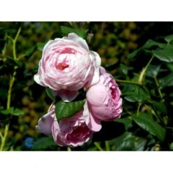 'Scepter'd Isle'™ Rosa X 'Scepter'd Isle'™ (Engelsk Rose) A-Kvalitet,- Barrods Roser Min. 3 Grene -Osmoz Naturens Butik fi5058 rosa scepter d isle ausland a3cc