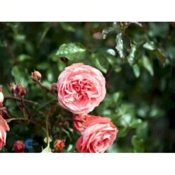 'Schackenborg'™ Rosa X 'Schackenborg'™ (Slotsrose) A-Kvalitet,- Barrods Roser Min. 3 Grene -Osmoz Naturens Butik fi5059 rosa schackenborg pouldron n 41b7