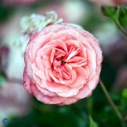 'Schackenborg'™ Rosa X 'Schackenborg'™ (Slotsrose) A-Kvalitet,- Barrods Roser Min. 3 Grene -Osmoz Naturens Butik fi5059 rosa schackenborg pouldron n 899c