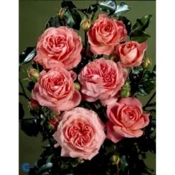 'Schackenborg'™ Rosa X 'Schackenborg'™ (Slotsrose) A-Kvalitet,- Barrods Roser Min. 3 Grene -Osmoz Naturens Butik fi5059 rosa schackenborg pouldron n bd5d