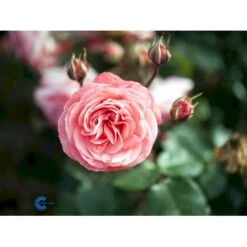 'Schackenborg'™ Rosa X 'Schackenborg'™ (Slotsrose) A-Kvalitet,- Barrods Roser Min. 3 Grene -Osmoz Naturens Butik fi5059 rosa schackenborg pouldron n e7f0