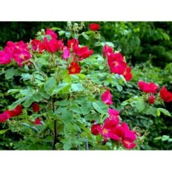 'Scharlachglut'® Rosa Gallica 'Scharlachglut'® (Gallicarose) A-Kvalitet,- Barrods Roser Min. 3 Grene -Osmoz Naturens Butik fi5060 rosa scharlachglut 1b85