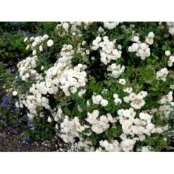 'Schneeflocke' Rosa X 'Schneeflocke' (Buketrose) A-Kvalitet,- Barrods Roser Min. 3 Grene -Osmoz Naturens Butik fi5064 rosa schneeflocke 0400