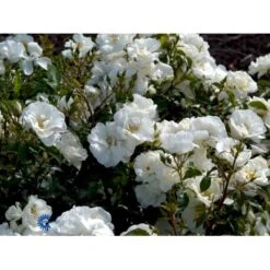 'Schneeflocke' Rosa X 'Schneeflocke' (Buketrose) A-Kvalitet,- Barrods Roser Min. 3 Grene -Osmoz Naturens Butik fi5064 rosa schneeflocke 572b