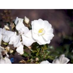 'Schneeflocke' Rosa X 'Schneeflocke' (Buketrose) A-Kvalitet,- Barrods Roser Min. 3 Grene -Osmoz Naturens Butik fi5064 rosa schneeflocke fa41