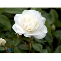'Schneewittchen'® Rosa X 'Schneewittchen'® (Buketrose) A-Kvalitet,- Barrods Roser Min. 3 Grene -Osmoz Naturens Butik fi5066 rosa schneewittchen 087a