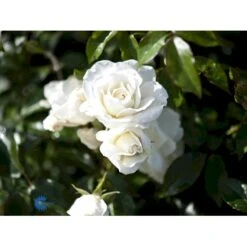 'Schneewittchen'® Rosa X 'Schneewittchen'® (Buketrose) A-Kvalitet,- Barrods Roser Min. 3 Grene -Osmoz Naturens Butik fi5066 rosa schneewittchen 3fe7