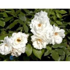'Schneewittchen'® Rosa X 'Schneewittchen'® (Buketrose) A-Kvalitet,- Barrods Roser Min. 3 Grene -Osmoz Naturens Butik fi5066 rosa schneewittchen 78c7