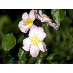 'Smarty' Rosa X 'Smarty' (Bunddækkerose) A-Kvalitet,- Barrods Roser Min. 3 Grene -Osmoz Naturens Butik fi5098 rosa smarty 1a3c