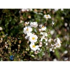 'Snow Cover'® Rosa X 'Snow Cover'® (Bunddækkerose) A-Kvalitet,- Barrods Roser Min. 3 Grene -Osmoz Naturens Butik fi5101 rosa snow cover poulmulti n cf0c