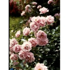 'Sommerwind'® Rosa X 'Sommerwind'® (Buketrose) A-Kvalitet,- Barrods Roser Min. 3 Grene -Osmoz Naturens Butik fi5118 rosa sommerwind 4f0a