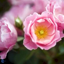 'Sommerwind'® Rosa X 'Sommerwind'® (Buketrose) A-Kvalitet,- Barrods Roser Min. 3 Grene -Osmoz Naturens Butik fi5118 rosa sommerwind ba74