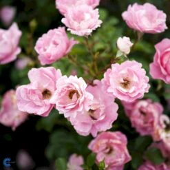 'Sommerwind'® Rosa X 'Sommerwind'® (Buketrose) A-Kvalitet,- Barrods Roser Min. 3 Grene -Osmoz Naturens Butik fi5118 rosa sommerwind de35
