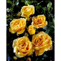 'Sophia™ Renaissance'® Rosa X 'Sophia™ Renaissance'® (Renaissancerose) A-Kvalitet,- Barrods Roser Min. 3 Grene -Osmoz Naturens Butik fi5121 rosa sophia poulen002 n cc8f