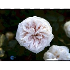 'Souvenier De La Malmaison' Rosa Bourboniana 'Souvenier De La Malmaison' (Bourbonrose) A-Kvalitet,- Barrods Roser Min. 3 Grene -Osmoz Naturens Butik fi5126 rosa souvenir de la malmaison 8cfa