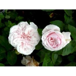 'Souvenier De La Malmaison' Rosa Bourboniana 'Souvenier De La Malmaison' (Bourbonrose) A-Kvalitet,- Barrods Roser Min. 3 Grene -Osmoz Naturens Butik fi5126 rosa souvenir de la malmaison 9b41