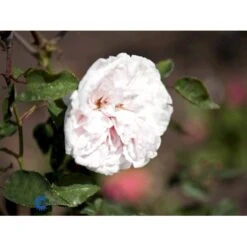'Souvenier De La Malmaison' Rosa Bourboniana 'Souvenier De La Malmaison' (Bourbonrose) A-Kvalitet,- Barrods Roser Min. 3 Grene -Osmoz Naturens Butik fi5126 rosa souvenir de la malmaison f191