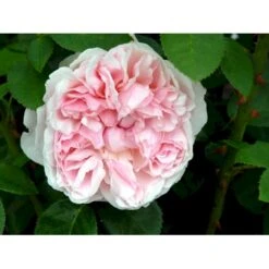 'St. Swithun' Rosa X 'St. Swithun' (Engelsk Rose) A-Kvalitet,- Barrods Roser Min. 3 Grene -Osmoz Naturens Butik fi5137 rosa st swithun auswith 202d