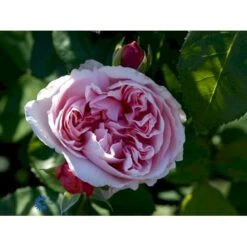 'St. Swithun' Rosa X 'St. Swithun' (Engelsk Rose) A-Kvalitet,- Barrods Roser Min. 3 Grene -Osmoz Naturens Butik fi5137 rosa st swithun auswith 2a0e