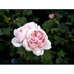 'St. Swithun' Rosa X 'St. Swithun' (Engelsk Rose) A-Kvalitet,- Barrods Roser Min. 3 Grene -Osmoz Naturens Butik fi5137 rosa st swithun auswith d3e9