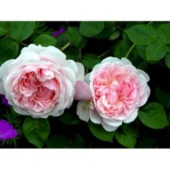 'St. Swithun' Rosa X 'St. Swithun' (Engelsk Rose) A-Kvalitet,- Barrods Roser Min. 3 Grene -Osmoz Naturens Butik fi5137 rosa st swithun auswith e3b8