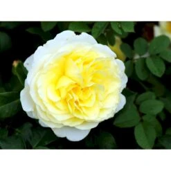 'Stockholm'™ Rosa X 'Stockholm'™ (Slotsrose) A-Kvalitet,- Barrods Roser Min. 3 Grene -Osmoz Naturens Butik fi5142 rosa stockholm tm poulcas033 n 48a2