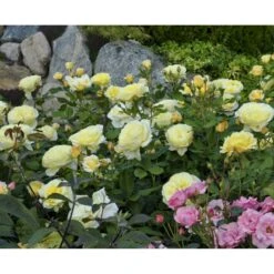 'Stockholm'™ Rosa X 'Stockholm'™ (Slotsrose) A-Kvalitet,- Barrods Roser Min. 3 Grene -Osmoz Naturens Butik fi5142 rosa stockholm tm poulcas033 n 8953