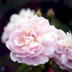 'Strawberry Hill' Rosa X 'Strawberry Hill' (Engelsk Rose) A-Kvalitet,- Barrods Roser Min. 3 Grene -Osmoz Naturens Butik fi5143 rosa strawberry hill ausrimini 74f2